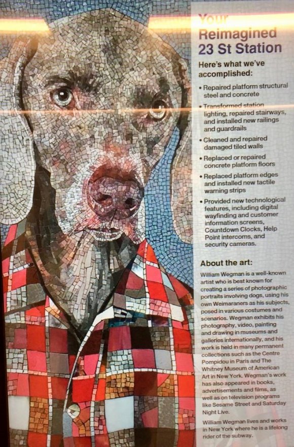 Good news, F Train riders: 23rd Street Station reopens, and it's nifty Your host, a welcoming Weimaraner courtesy of New York City artist William Wegman.